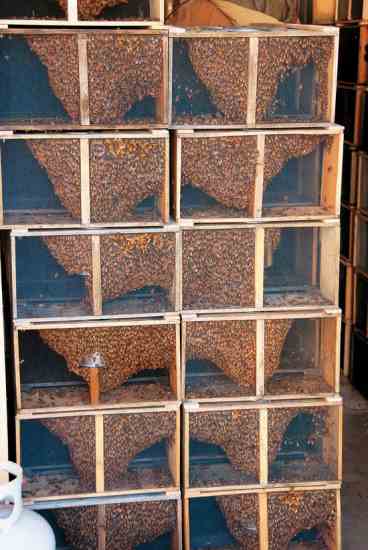 Bees in packages are stacked up awaiting pickup by beekeepers. Each package contains about 10,000 worker bees and the queen. The queen will be in a tiny box within the bee package. You’ll want to be very careful with her.